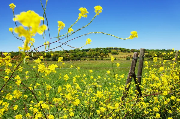 Ländliche Landschaft — Stockfoto