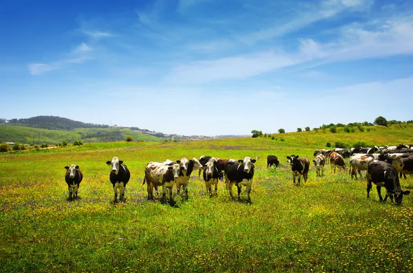 Pascolo di mucche — Foto Stock