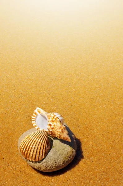 Deniz kabuğu ve kabuklu — Stok fotoğraf