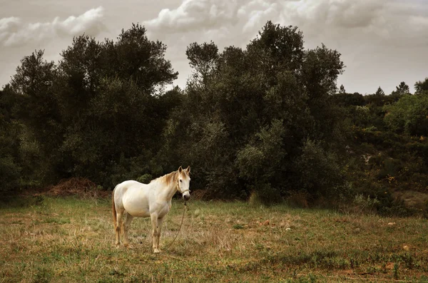 Caballo blanco — Foto de Stock