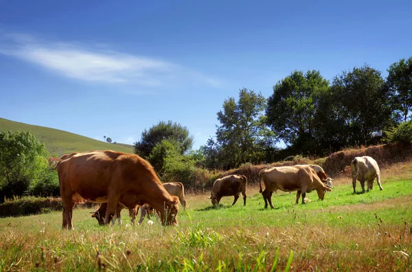 Bovine Cattle — Stock Photo, Image