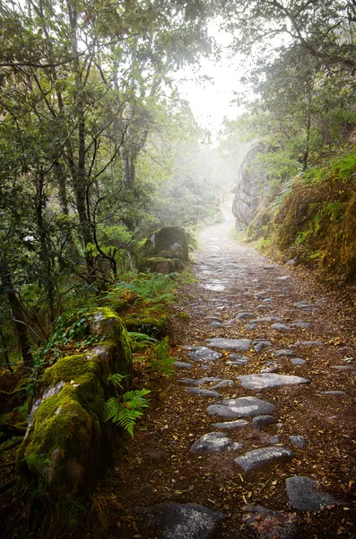 Sendero rocoso en el bosque nublado — Foto de Stock