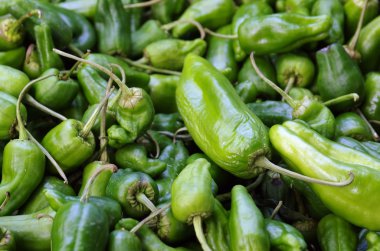 padron biberleri