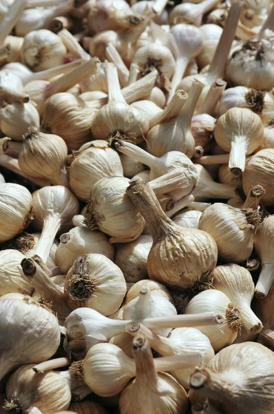 Garlic Heads — Stock Photo, Image