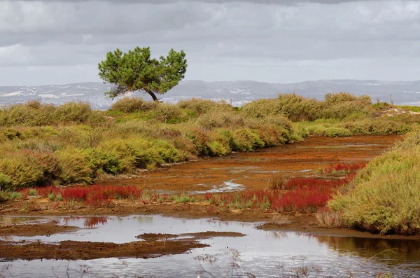 Swamp — Stockfoto