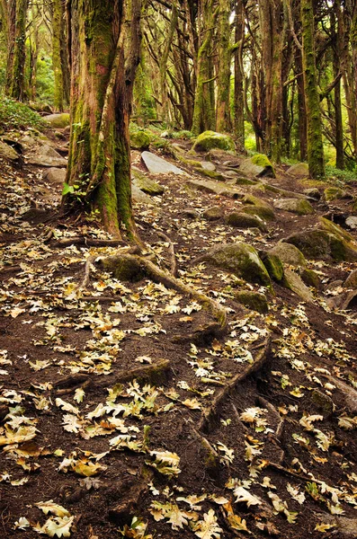 Bos bomen — Stockfoto