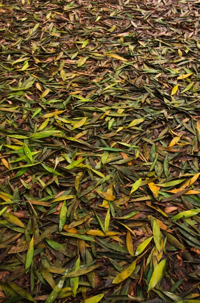 Fallen Leaves — Stock Photo, Image