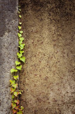 Sarmaşık tırmanma