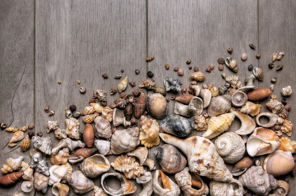 Conchs and Shells — Stock Photo, Image