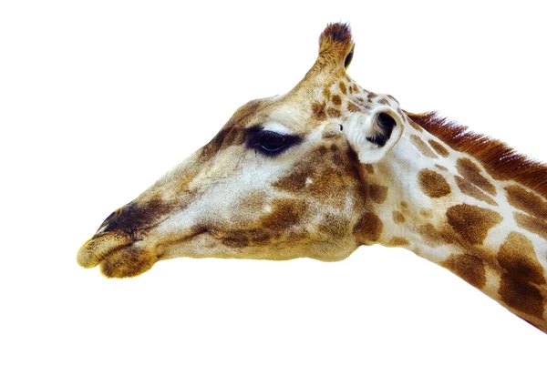 Giraffe голова — стокове фото