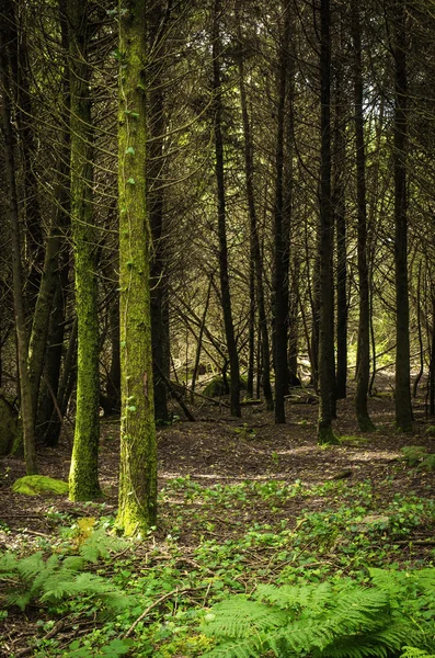 Přirozený les v Sintře hills — Stock fotografie