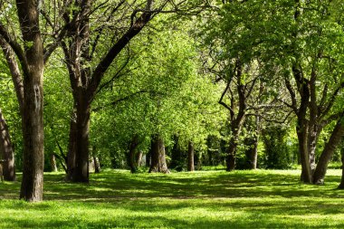 Güneşli bir günde ağaçların ve çimlerin olduğu bir park.