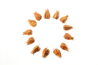 Sonbahar yaprakları beyaz arkaplanda daire şeklinde.