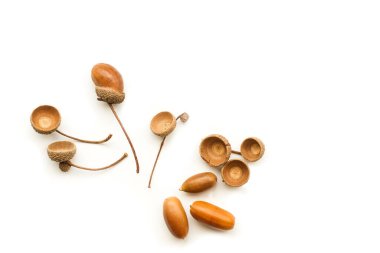 Kopya alanı olan beyaz bir arkaplanda izole edilmiş palamutlar