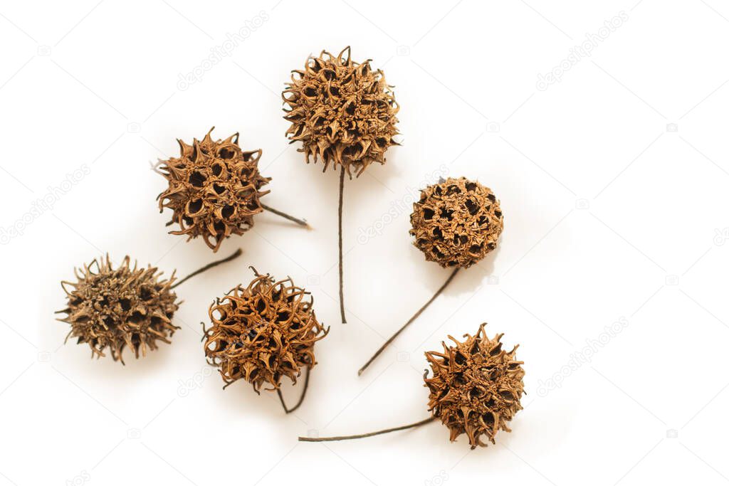 Sweet gum tree fruits isolated on a white background