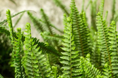 Eğreltiotu yakından görünür.