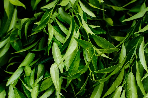 Våta Mandarin Träd Blad Närbild — Stockfoto