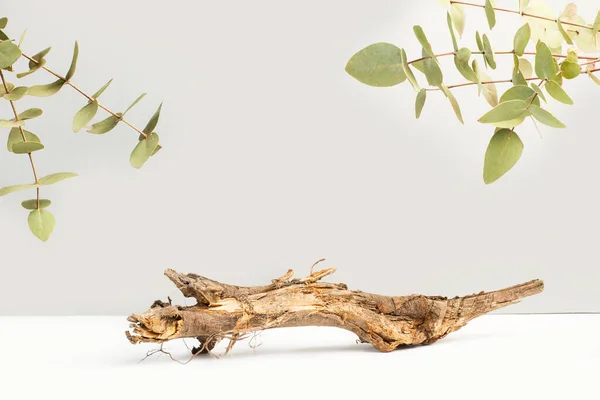 Växt Gren Bas Form Med Eukalyptus Grenar Med Blad — Stockfoto