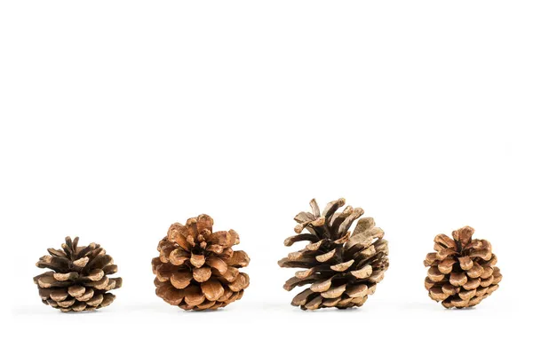 Pine Cones Isolated White Background — Stock Photo, Image