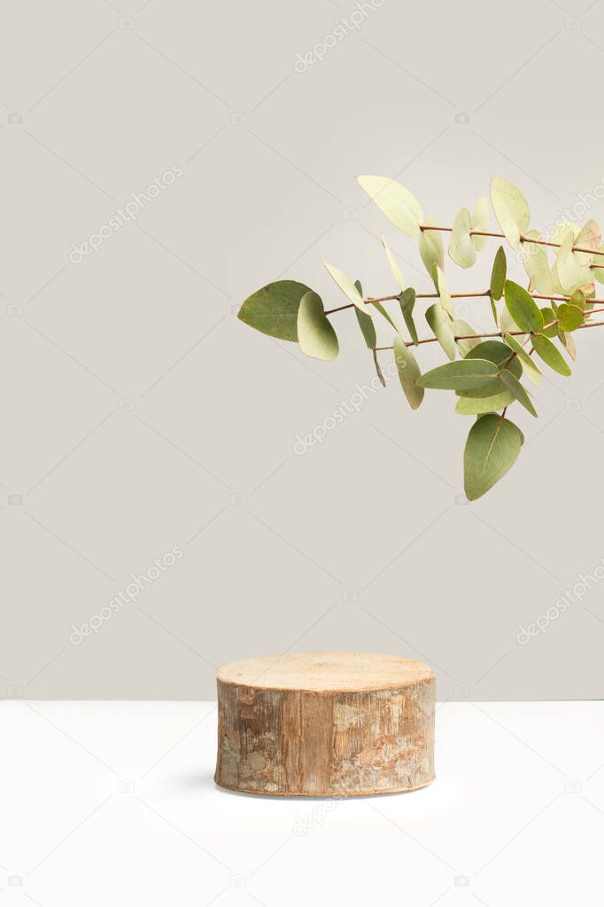 A slice of tree trunk base shape with eucalyptus branches with leaves