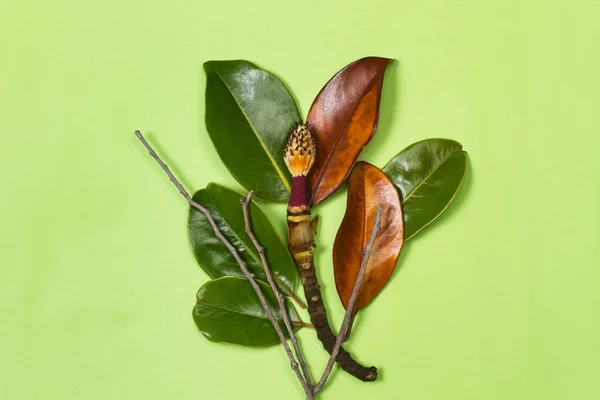 Gröna Och Bruna Magnolia Blad Grön Bakgrund — Stockfoto