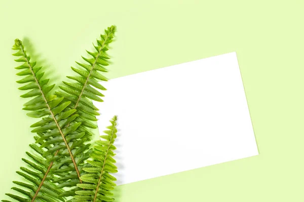Fern Leaves Blank Paper Green Background — Stockfoto