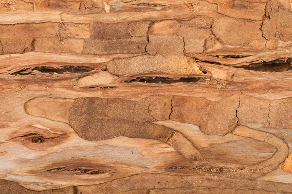 Interior Tree Bark Close View — Stockfoto