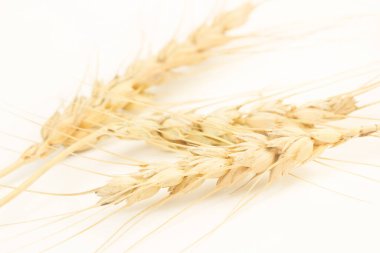 Wheat stalk isolated on a white background in a close up view