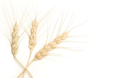Wheat stalks isolated on a white background with copy space
