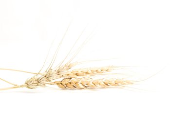 Wheat stalks isolated on a white background in close up view