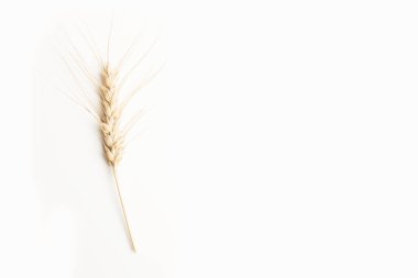 Wheat stalk isolated on a white background with copy space