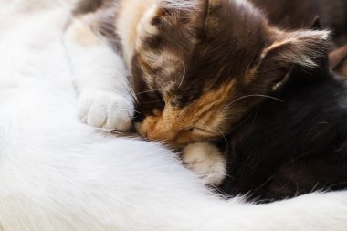 Yakından bakan iki kedi yavrusu.