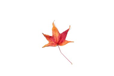 Sweet gum tree leaf isolated on a white background