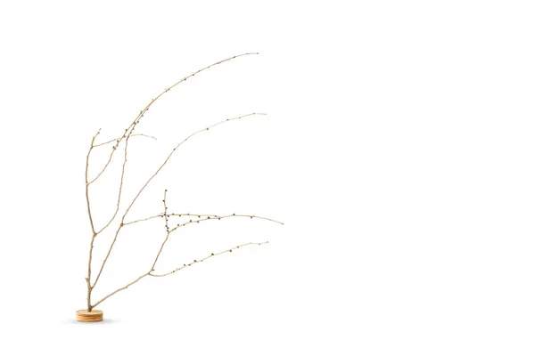 Trockene Zweige Auf Weißem Hintergrund Mit Kopierraum — Stockfoto