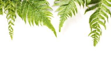 Eğreltiotu yaprakları beyaz arkaplanda kopyalama alanı ile
