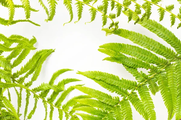 Fern leaves on a white background with copy space
