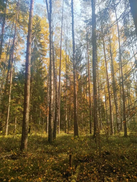 Sonbahar Ormanı Ağaçlar Ağaçların Arkasındaki Gökyüzü — Stok fotoğraf