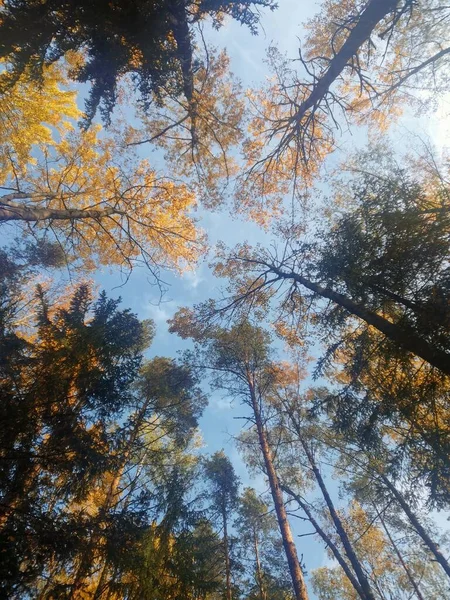 Clearance Céu Entre Árvores Vista Fundo — Fotografia de Stock