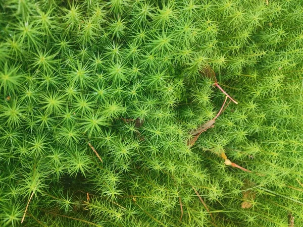 Brillante Musgo Verde Claro Bosque — Foto de stock gratis