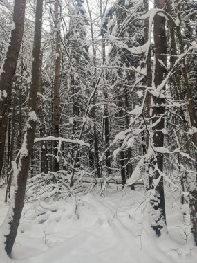 Karda ağaçlar olan kış ormanı