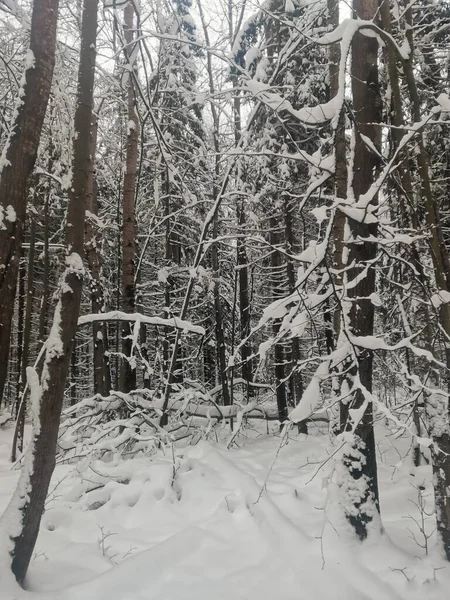 Karda ağaçlar olan kış ormanı