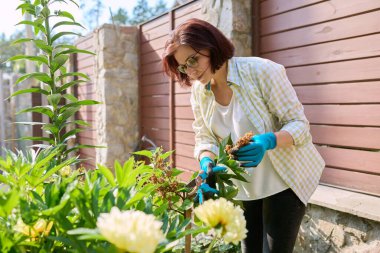 Bahçedeki leylak çalısıyla ilgilenen, solmuş çiçekleri budama makinesi kullanan bir kadın..