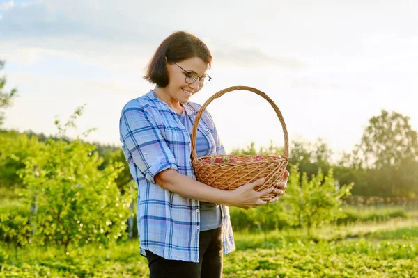 农场里有草莓，女人拿篮子采摘浆果 — 图库照片