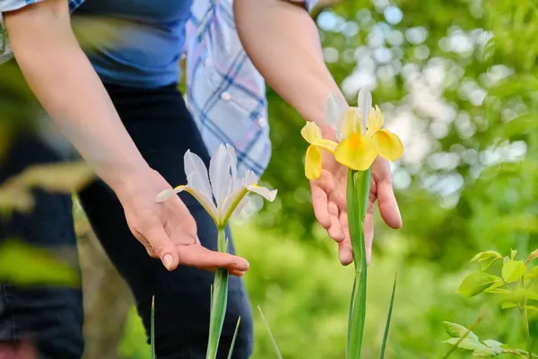 Fleurs décoratives iris de couleur jaune et blanc dans les mains d'une femme — Photo