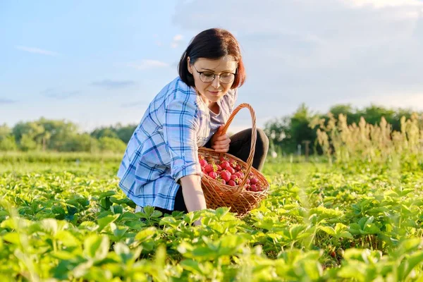Campo de granja con fresas, mujer recogiendo bayas con una cesta — Foto de Stock