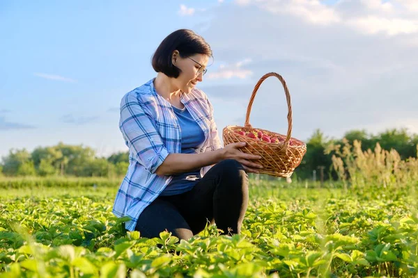农场里有草莓，女人拿篮子采摘浆果 — 图库照片