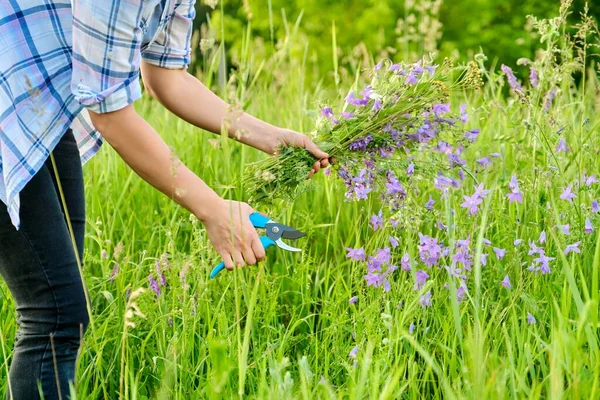 Wanita memilih bunga liar di padang rumput musim panas. — Stok Foto