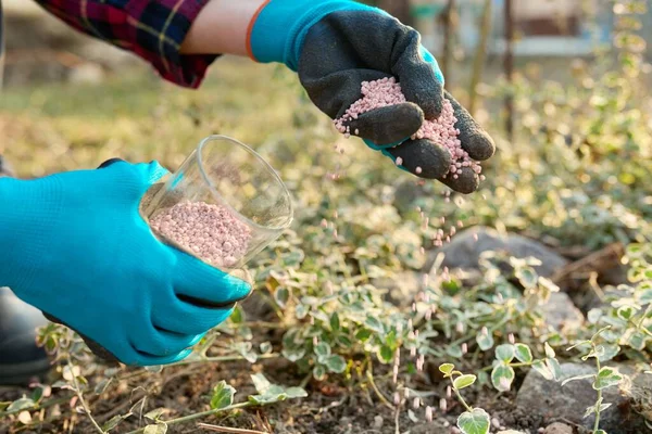 Fertilizing plants in a spring garden with chemical mineral graduated fertilizers — Stock Photo, Image