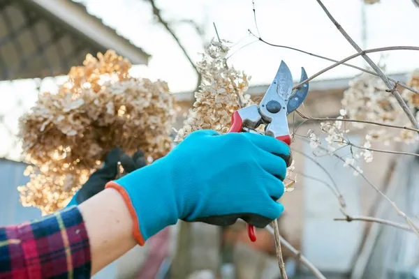 Сезонні весняні роботи на садовому подвір'ї, обрізка гортензійного куща з обрізаними ножицями . — стокове фото