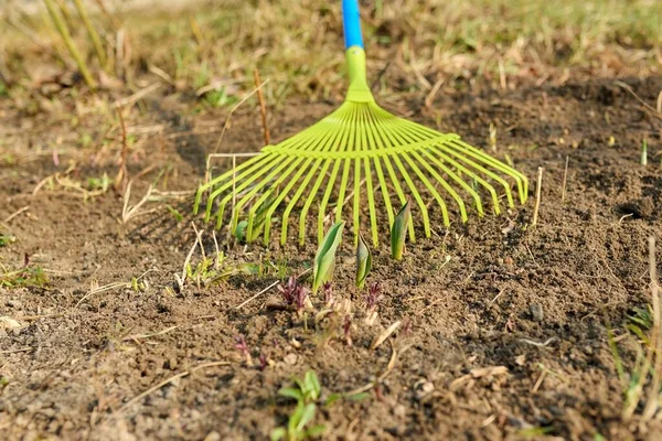 Spring cleaning of the garden with a rake from fallen leaves, dry grass — Stok Foto